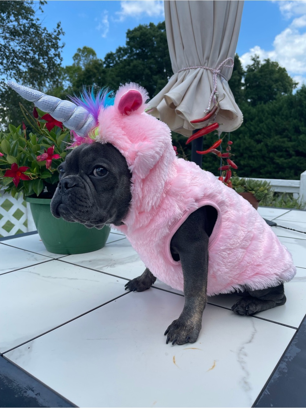 Dog Halloween Costume - Unicorn